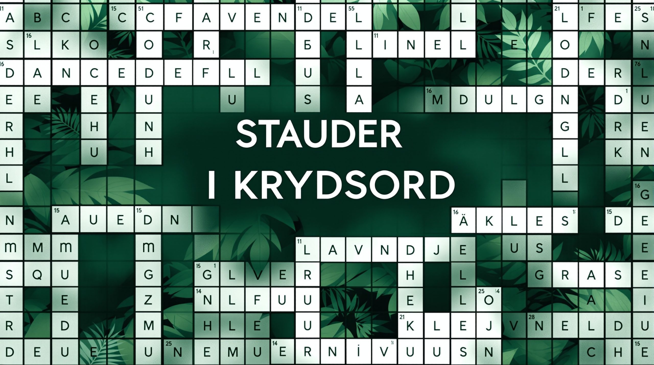 stauder i krydsord