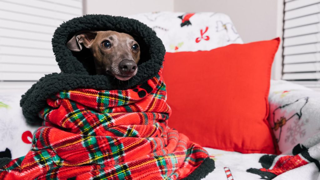 Hund svøbt i et rødternet juletæppe i en sofa